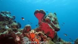 For the love of the sea. This heart shaped coral in Washi... by Sandy Ireton 